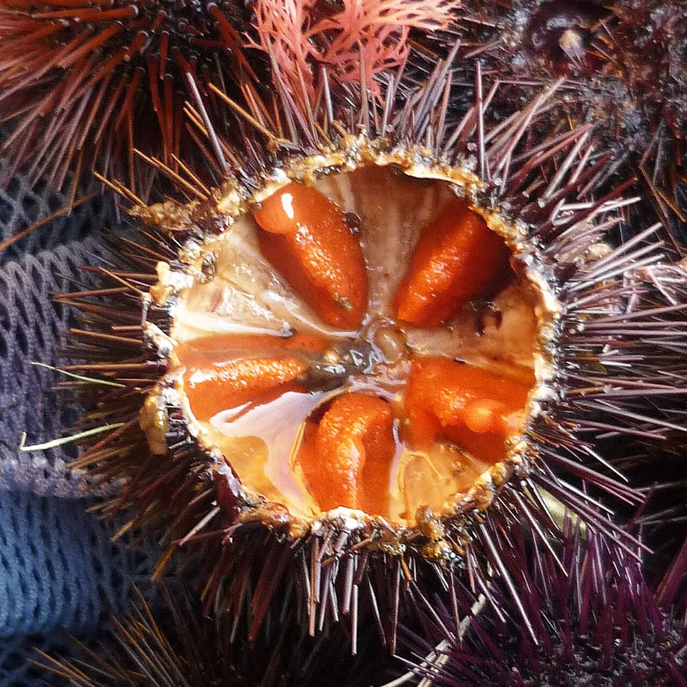 sea-urchin 