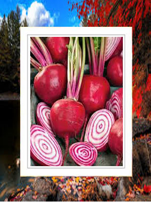 Beet 