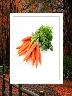 Carrot 