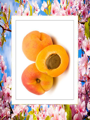 apricot 