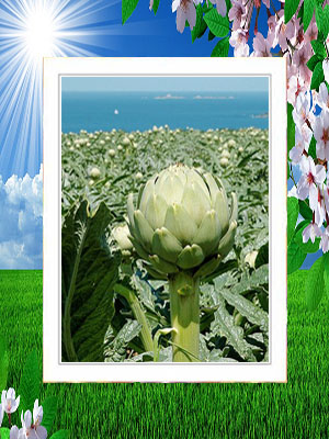 artichoke 