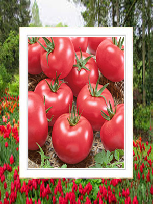 tomato 