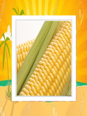 corn 