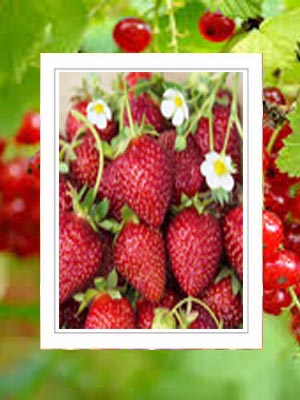 strawberries